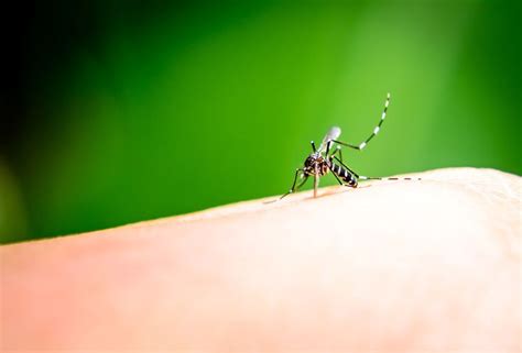 Mosquito Control Atlanta Prevent Mosquito Bites Prevent Mosquito