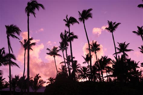 Lilac Purple Sunset Over The Atlantic Ocean Silhouettes Of Palm Trees