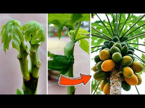 Brilliant Idea How To Grafting Papaya Tree Double Tops Youtube