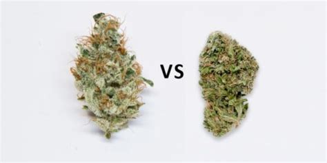 How To Evaluate Weed Quality Key To Cannabis