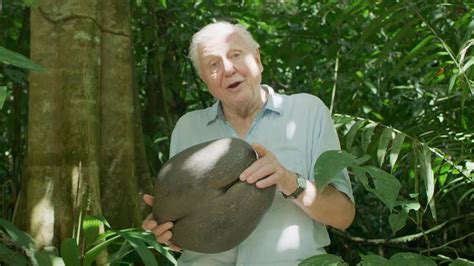 Biggest Seed Palm
