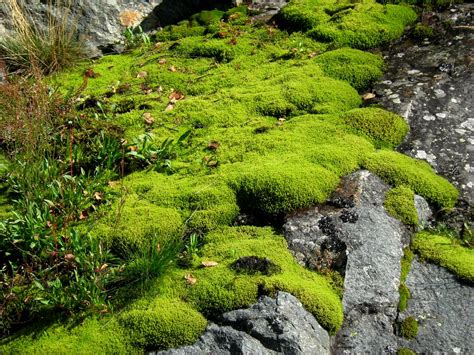 Moss On The Rocks Multerland Flickr