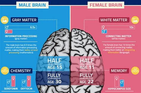 Male Brain Vs Female Brain Braingain Kekuatan