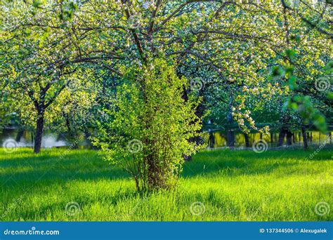 Apple Trees In Spring Morning Stock Photo Image Of Blooming Country