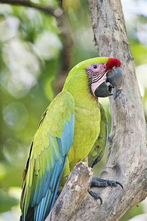 Great Green Macaw Photograph By Science Photo Library Fine Art America