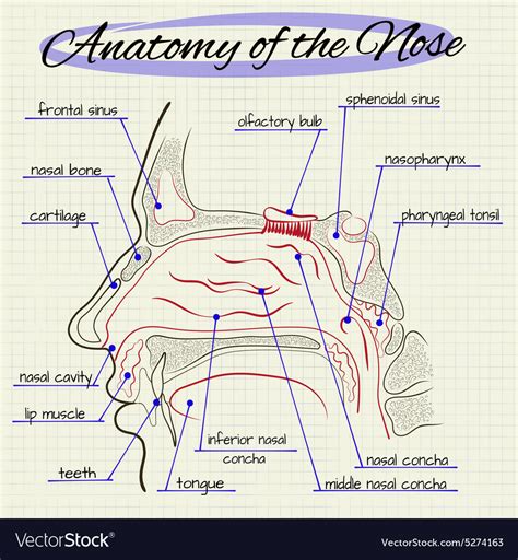 Anatomy Of The Nose Royalty Free Vector Image Vectorstock