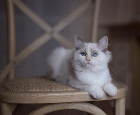 White Cat On A Chair Free Image Download