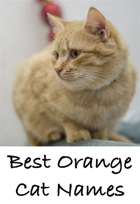 Orange Cat Names 169 Amazing Names For Ginger Kittens Girl Cat