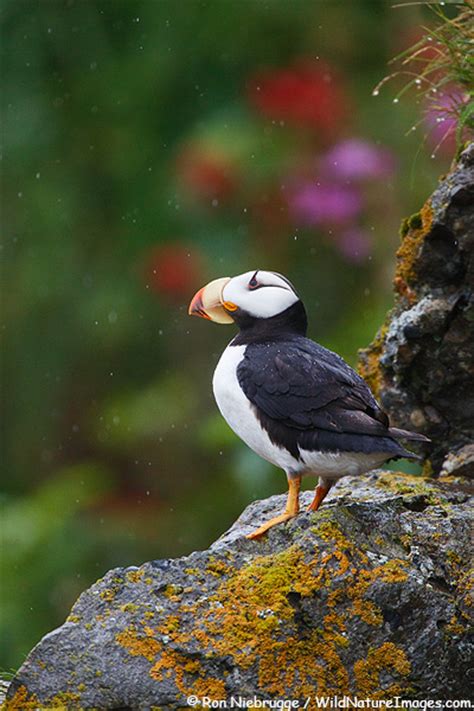Horned Puffin Photo Blog Niebrugge Images