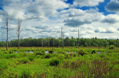 Free Images Landscape Tree Nature Marsh Swamp Wilderness Sky