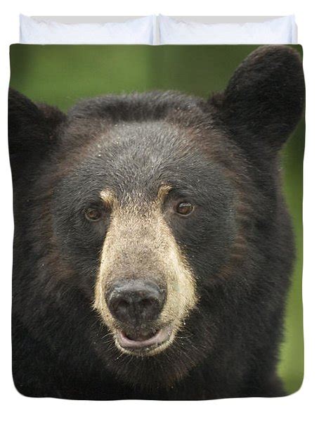 Portrait Of Black Bear Minnesota Summer Photograph By Calvin Hall