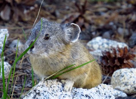 Where Is The Best Easy Trail To Find Pikas In California Mammal Watching