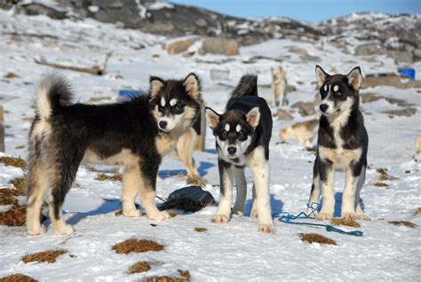 Free Images Snow Winter Dogs Vertebrate Dog Breed