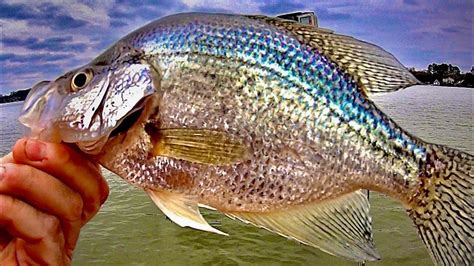 Fishing For Crappie Trolling With Minnows And Jigs Youtube