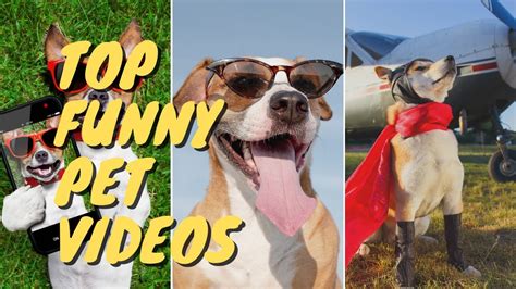 Super Funny Dog And Cat Videos😝🐶😺 Youtube