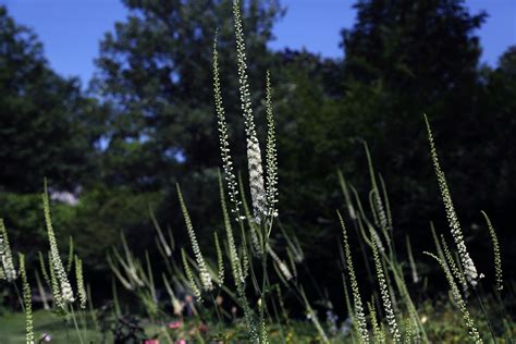 Actaea Racemosa Seed Bell Garden Companywholesale Plant Seedsalive