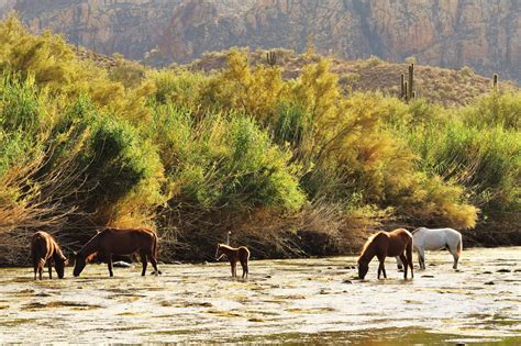Watch Wild Horses Roam At This Beautiful Place In Arizona