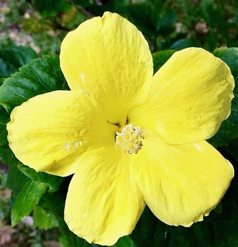 List 92 Pictures What Is The State Flower Of Hawaii Superb