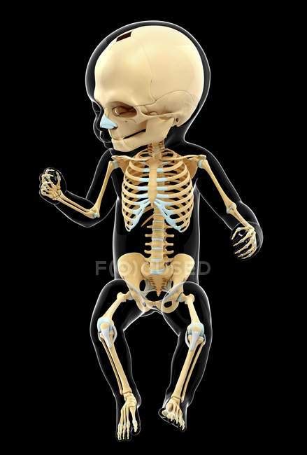 Skeletal System Of Infant Computer Artwork Skeleton Stock Photo
