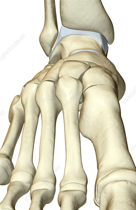 The Bones Of The Foot Stock Image F0018837 Science Photo Library