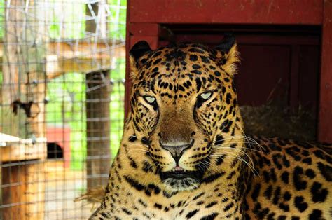 He sat down in a corner, but soon got up and began to look for a more hidden place. This Exotic Cat Sanctuary Is Only A 4-Hour Road Trip From ...