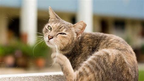 But most cats who get ear mites are usually outdoor cats. Ear Mites in Cats | Healthy Paws