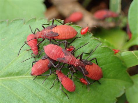 Species Identification Clusters Of Big Plump Red Bugs In Taipei Echemi