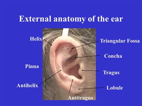 Ear Anatomy Pinna Tragus Anatomy Of Ear Surgicomed Com