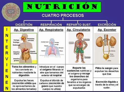 Esquema Función De Nutrición Funciones De Nutricion Cuerpo Humano