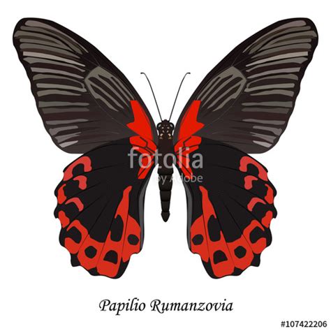Papilio Polymnestor Clipart 20 Free Cliparts Download Images On