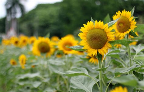 Up diliman has become a home for me. Sunflowers At UP Diliman | Encouraging Treats