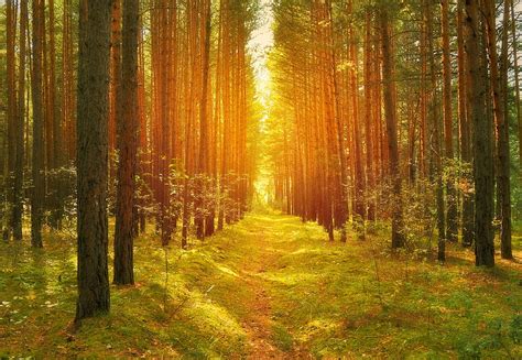 2k Free Download Sunny Path In Pine Tree Forest Forests Pine Trees