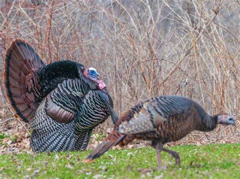 quebec s soaring wild turkey population pleases hunters worries farmers montreal gazette