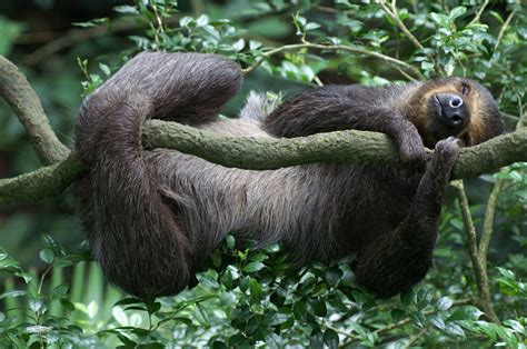 Lazy Sloth At The Singapore Zoo Damon Billian Flickr