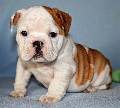 Rules Of The Jungle Bulldog Puppy