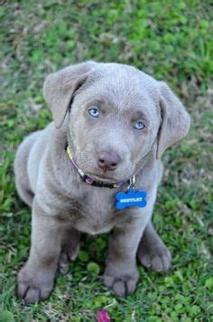 Give our puppies a try and you will see the difference in our. Puppies for Free Adoption | Labrador retriever puppies for ...