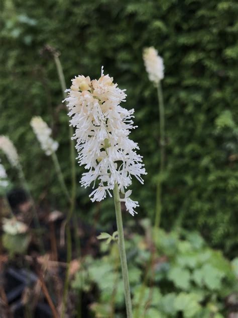 Actaea White Pearl Online Bijzondere Vaste Planten Kopen Drachten