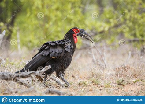 Southern Ground Hornbill In Kruger National Park South Africa Stock