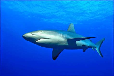 Köpek Balığı Resimleri - Resimleri (İmages, Photos) Blog..