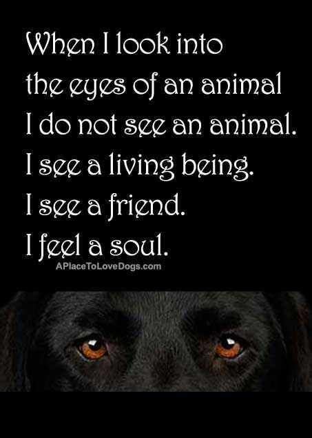 23 Amazing Animal Lover Quotes For Dog And Animal Lovers Animal Lover