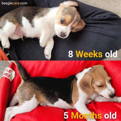 And at what stage of their development do puppies' eyes open so they can take in their surroundings and experience the world around them? Do Beagles Change Color? | Beagle Care