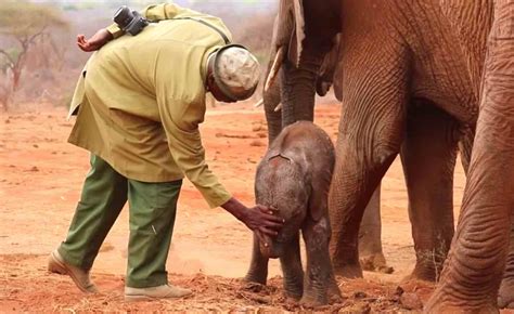 Orphaned Elephant Returns To Human Rescuers In Order To Introduce Them