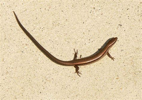 Free Picture Little Brown Skink Ground Skink Scincella Lateralis