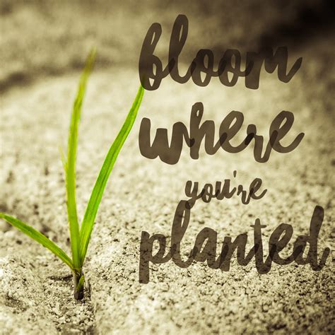 Bloom where youre planted quote. Bloom Where You're Planted - Nicole Crank