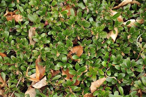 11 Best Evergreen Ground Cover Plants That Make Your Garden Look
