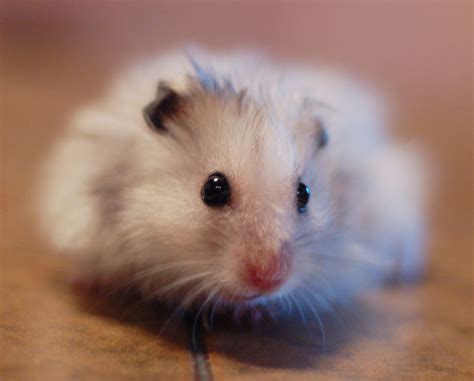 Cute Hamster On Wooden Table