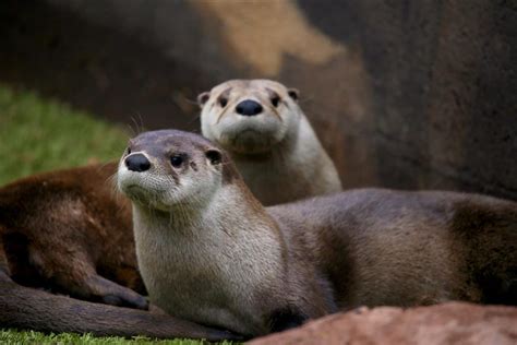 Live At The Toronto Zoo Habitats In The Americas