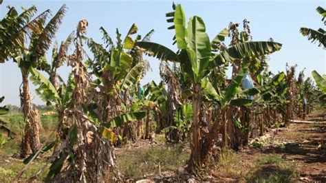 What Panama Disease Tr4 Means For Australia S Bananas