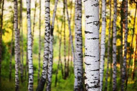 Summer In Sunny Birch Forest Stock Image Image Of Background Forest
