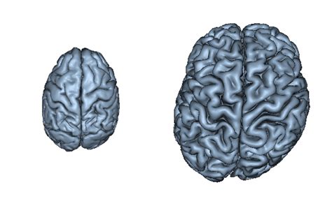 Humans And Chimps Evolved Lopsided Brains Brain Evolution Live Science